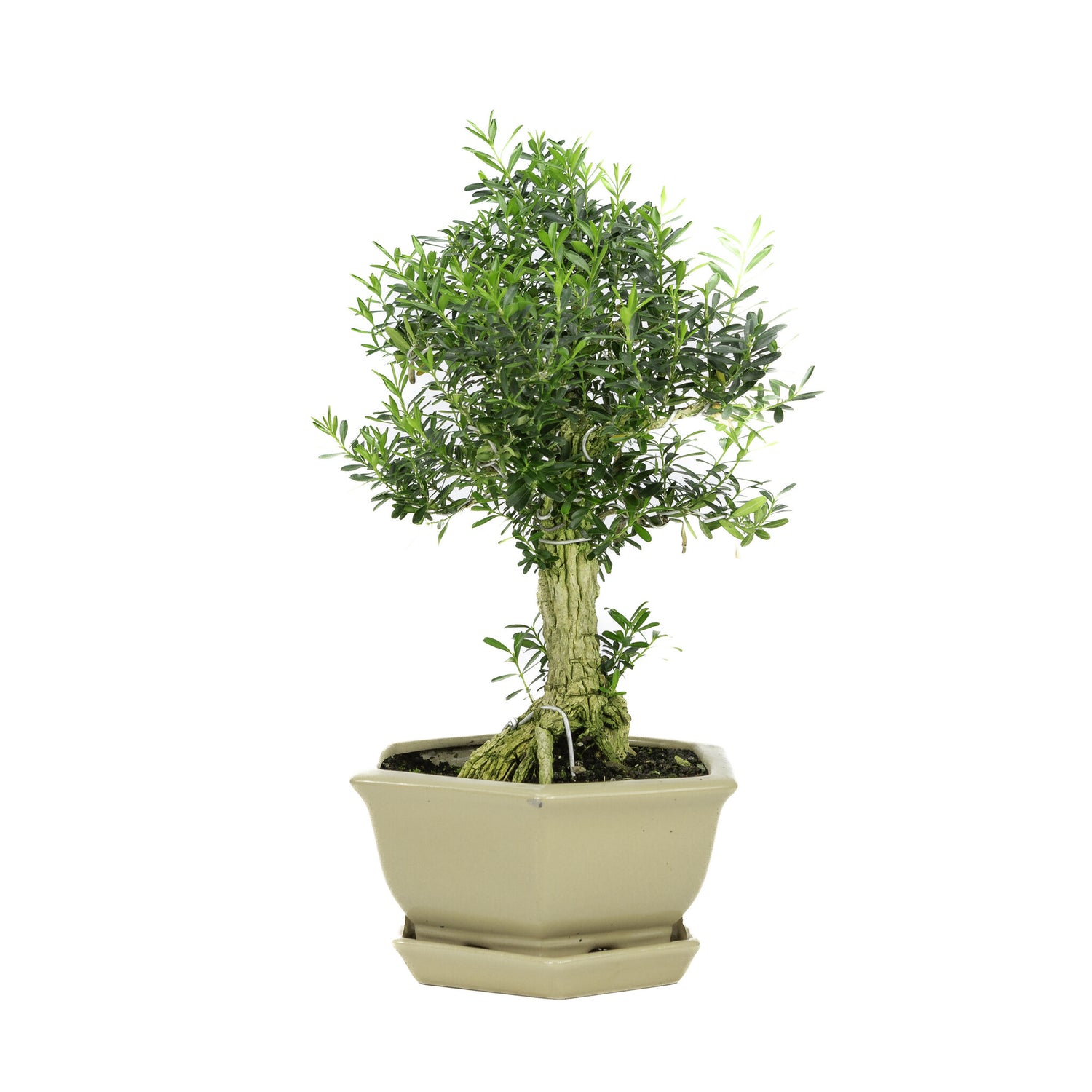 Binnen Bonsai Buxus harlandii zeshoekige creme pot 19cm, hoogte ~33cm