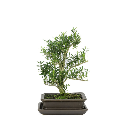 Binnen Bonsai Buxus harlandii mat bruine rechthoekige pot 16cm, hoogte ~28cm