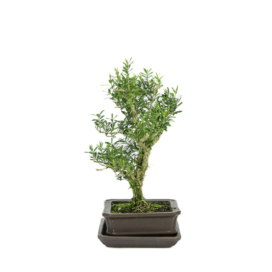 Binnen Bonsai Buxus harlandii mat bruine rechthoekige pot 16cm, hoogte ~28cm