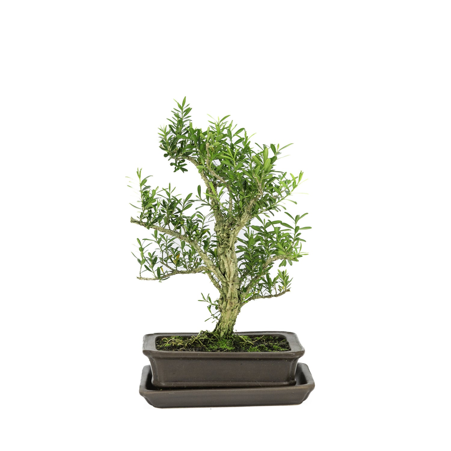 Binnen Bonsai Buxus harlandii mat bruine rechthoekige pot 16cm, hoogte ~28cm