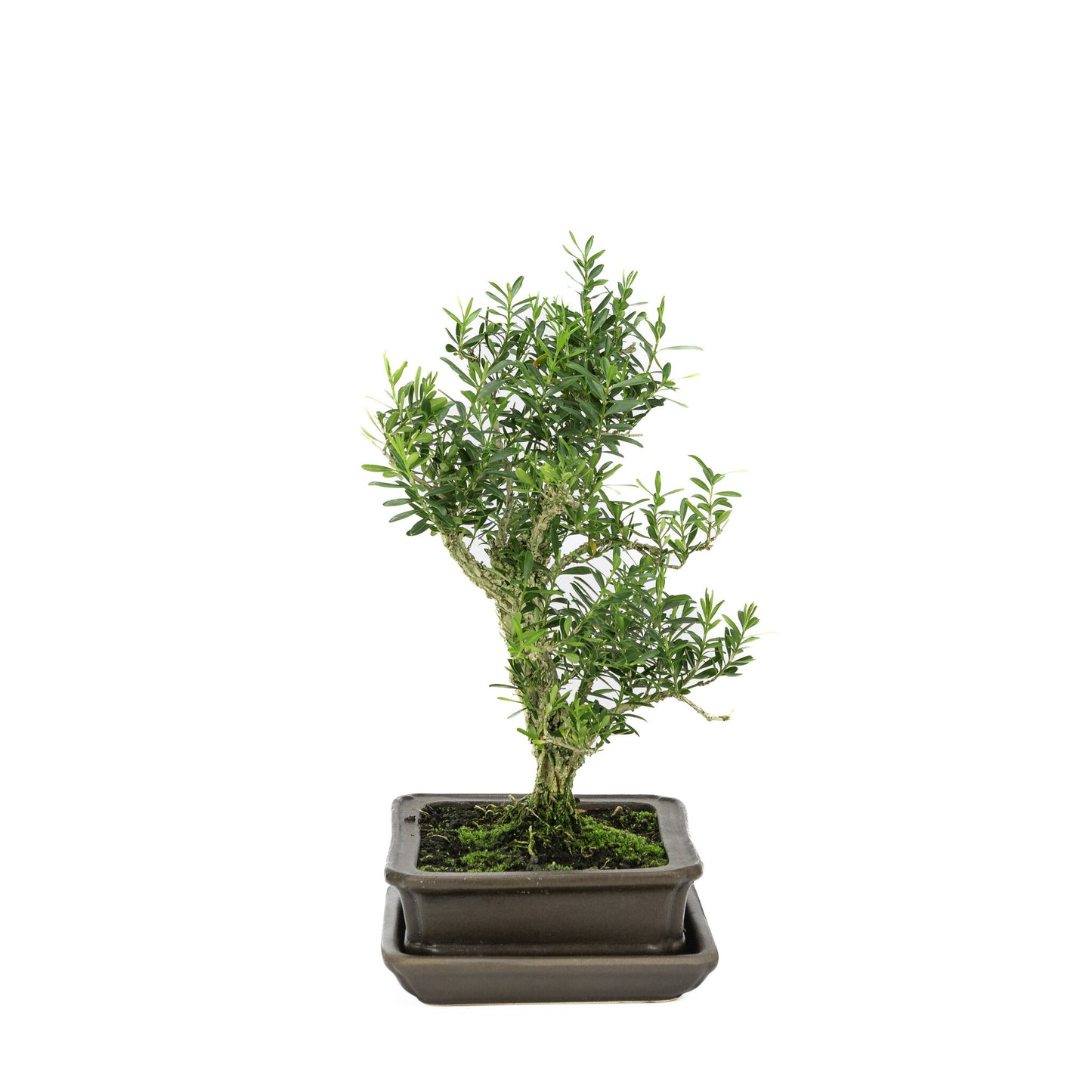 Binnen Bonsai Buxus harlandii mat bruine rechthoekige pot 16cm, hoogte ~28cm