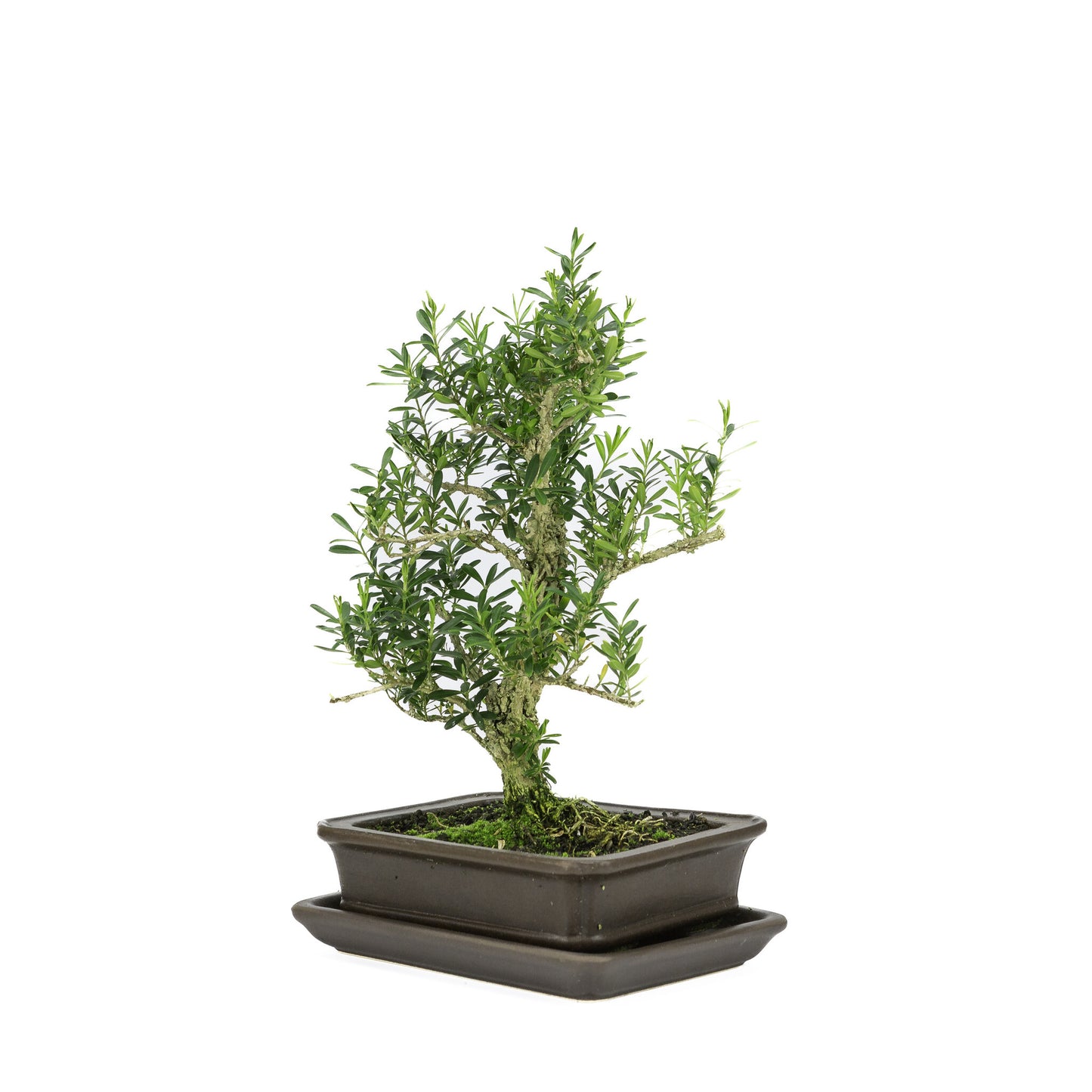 Binnen Bonsai Buxus harlandii mat bruine rechthoekige pot 16cm, hoogte ~28cm