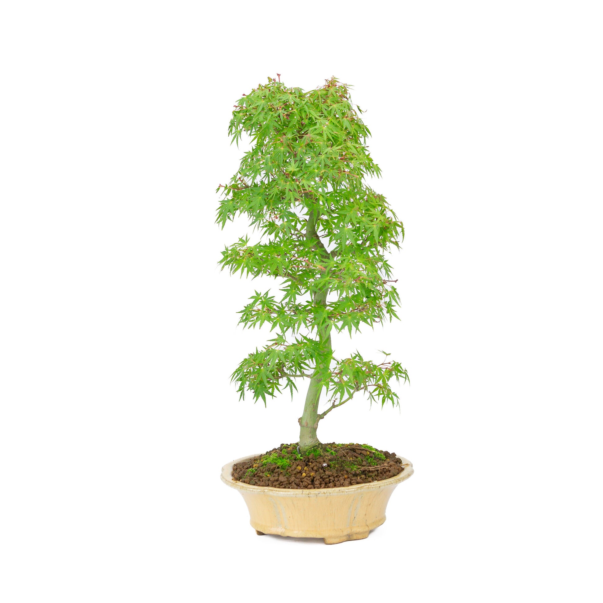 Bonsaï d'extérieur Acer palmatum orange beige chrysanthème rond 20 cm, hauteur ~ 48 cm