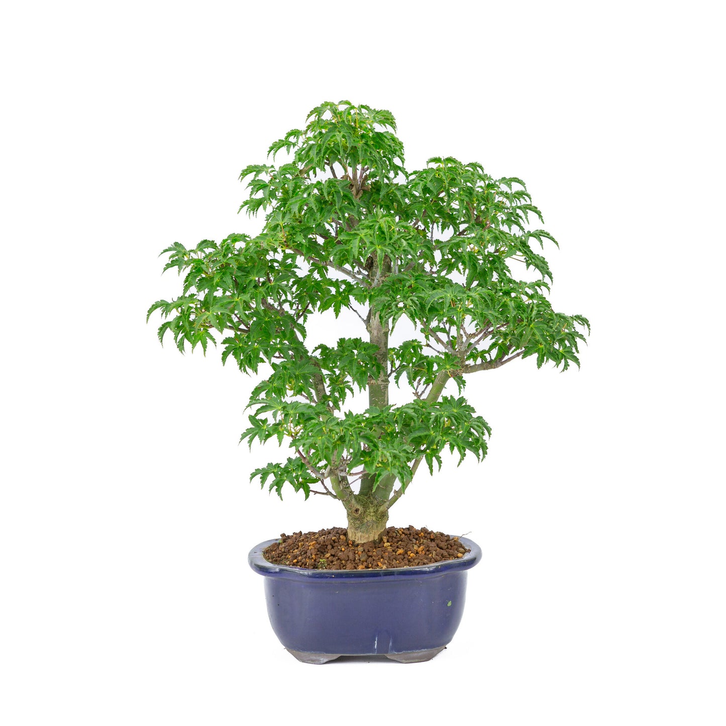 Bonsaï d'extérieur Acer palmatum 'Shishigashira' bleu pot Mokko 20cm, hauteur ~45cm
