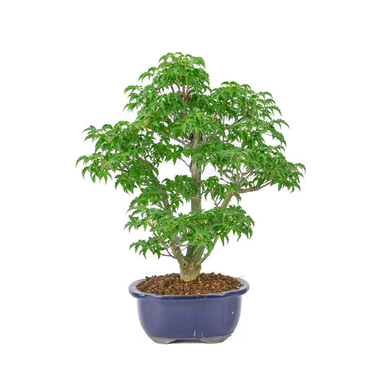 Bonsaï d'extérieur Acer palmatum 'Shishigashira' bleu pot Mokko 20cm, hauteur ~45cm