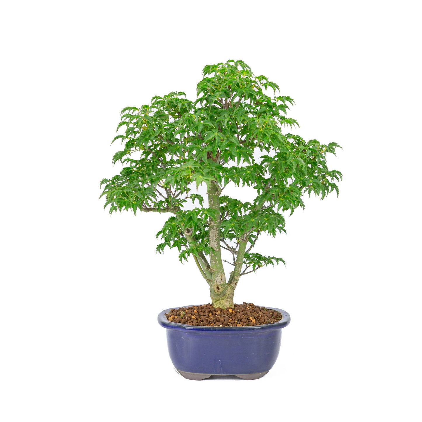 Bonsaï d'extérieur Acer palmatum 'Shishigashira' bleu pot Mokko 20cm, hauteur ~45cm