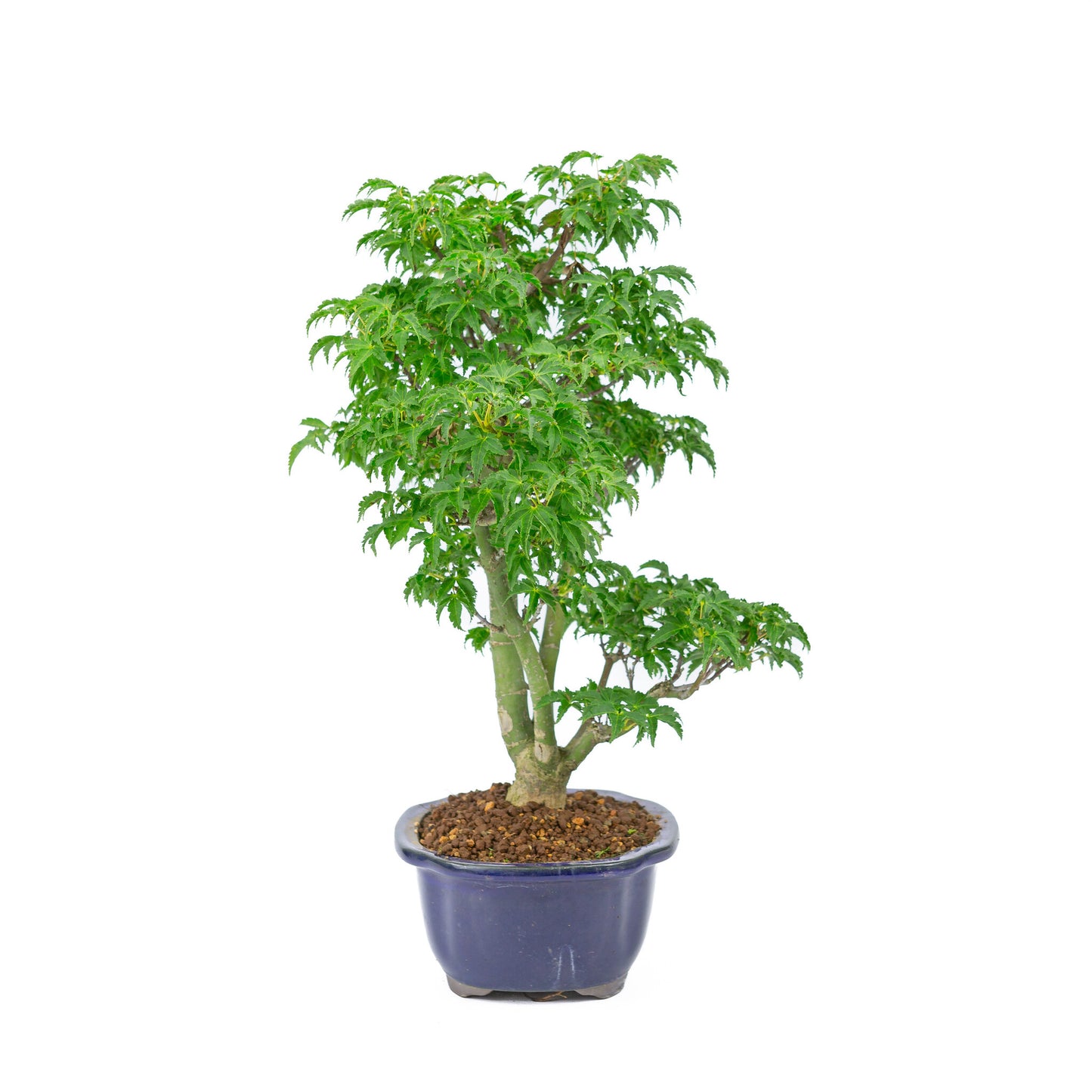 Bonsaï d'extérieur Acer palmatum 'Shishigashira' bleu pot Mokko 20cm, hauteur ~45cm
