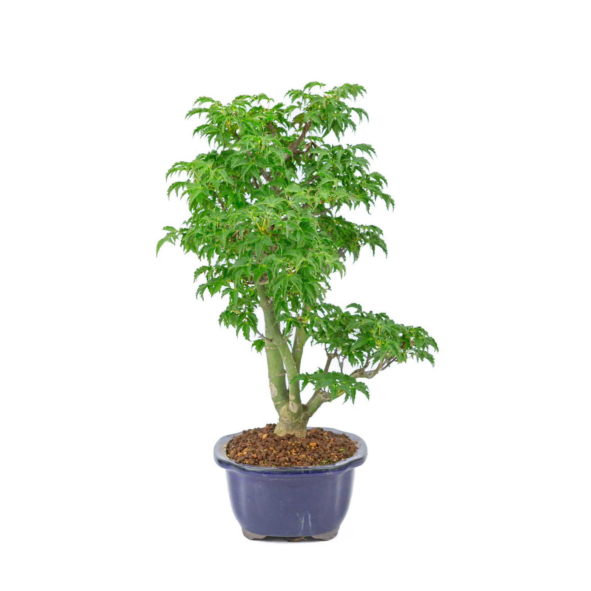 Bonsaï d'extérieur Acer palmatum 'Shishigashira' bleu pot Mokko 20cm, hauteur ~45cm