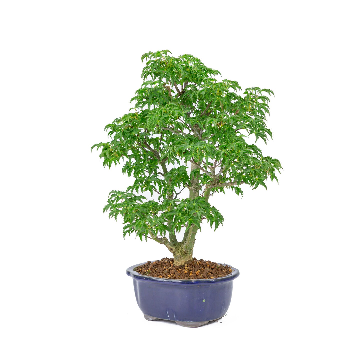 Bonsaï d'extérieur Acer palmatum 'Shishigashira' bleu pot Mokko 20cm, hauteur ~45cm