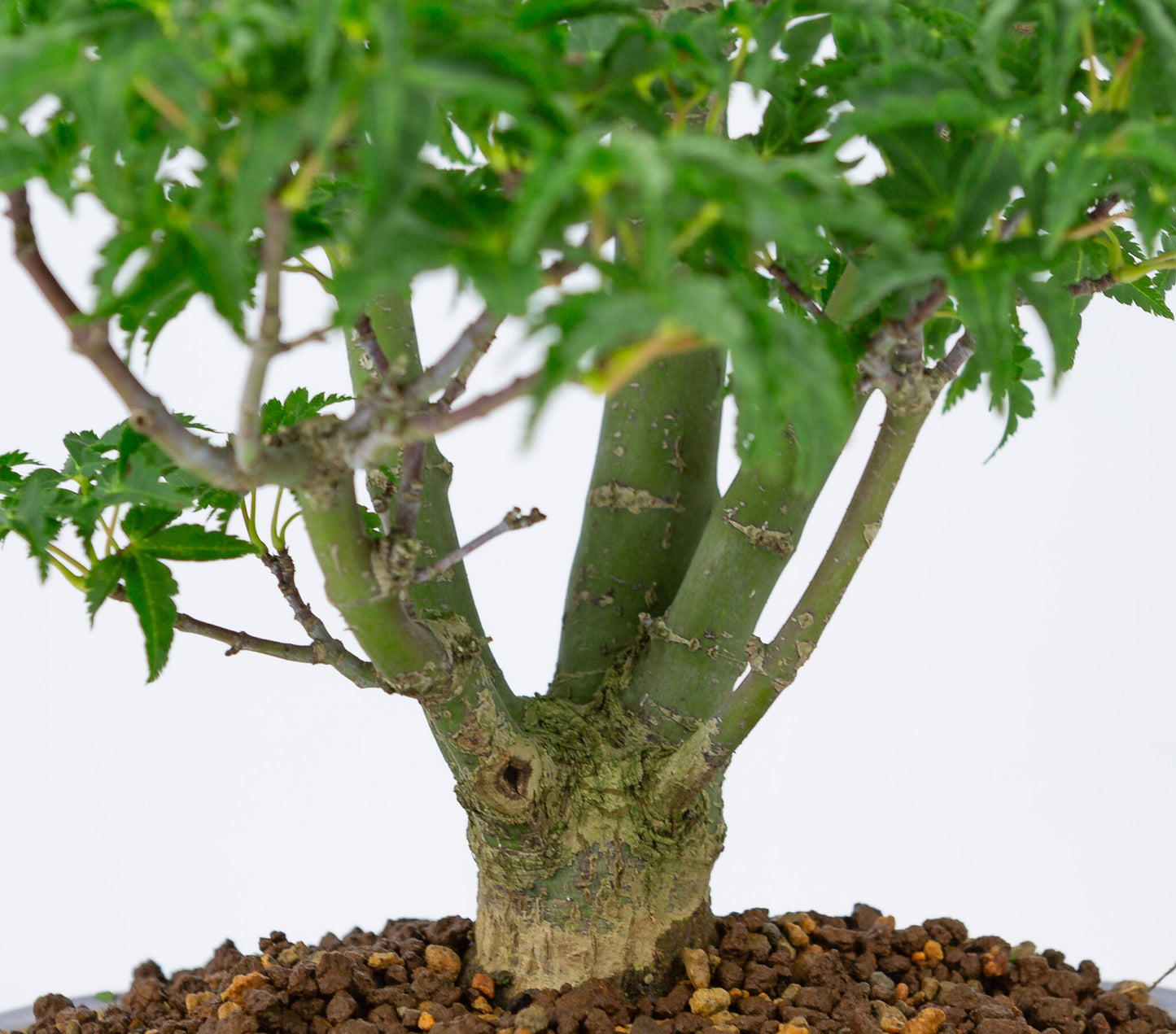 Bonsaï d'extérieur Acer palmatum 'Shishigashira' bleu pot Mokko 20cm, hauteur ~45cm