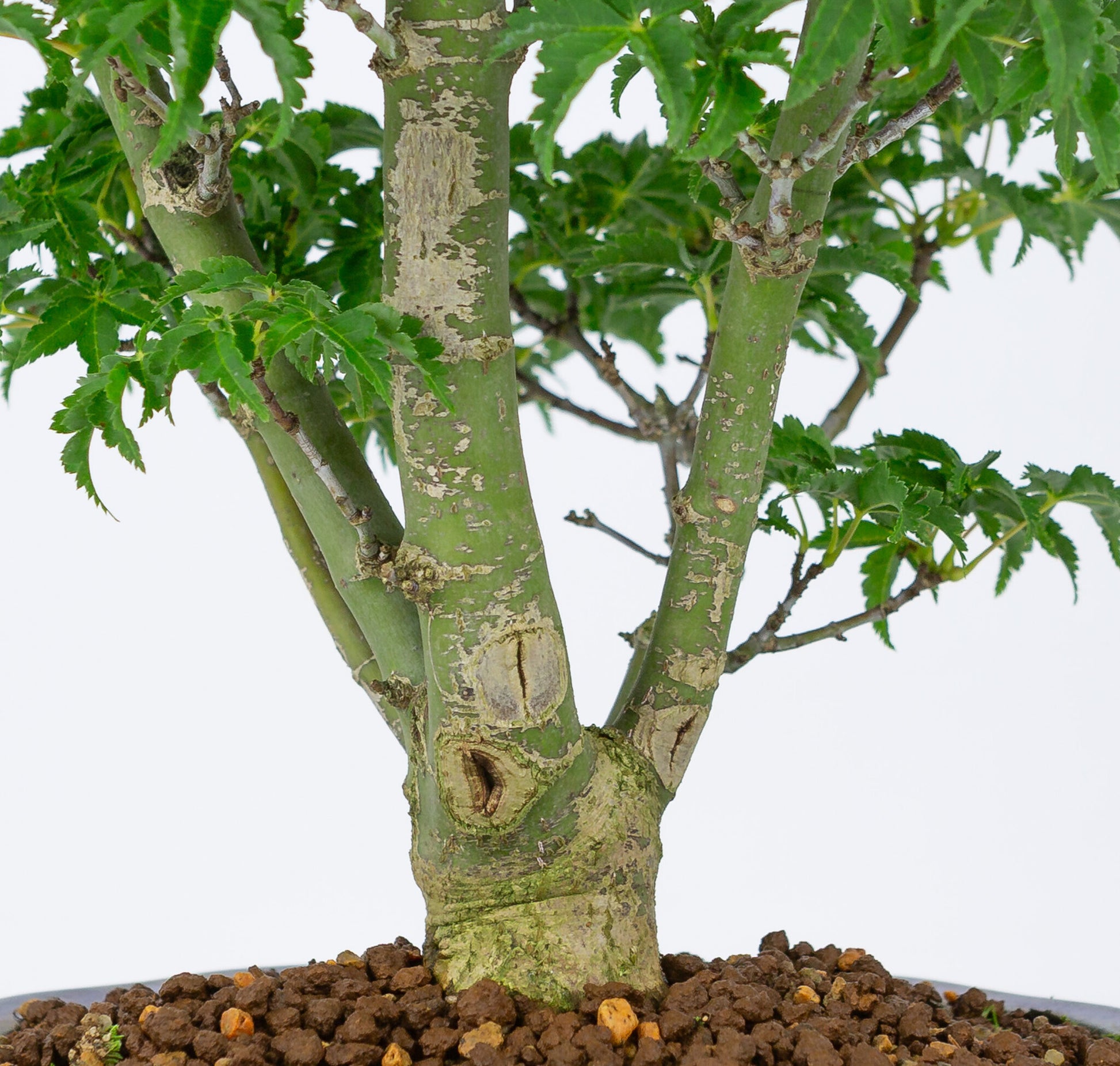 Bonsaï d'extérieur Acer palmatum 'Shishigashira' bleu pot Mokko 20cm, hauteur ~45cm