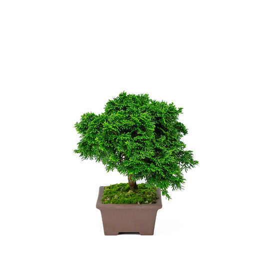 Bonsaï d'extérieur Chamaecyparis obtusa pot rectangulaire non émaillé 13cm, hauteur ~22cm