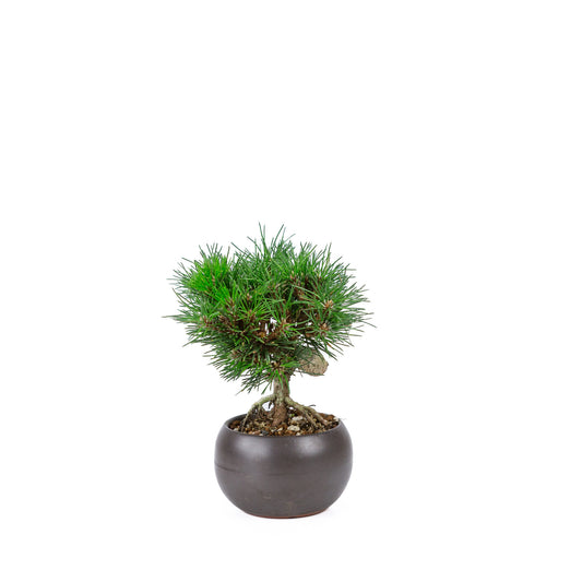Buiten Bonsai Pinus thunbergii 'Kotobuki' matte bruine ronde pot 12cm, hoogte ~21cm