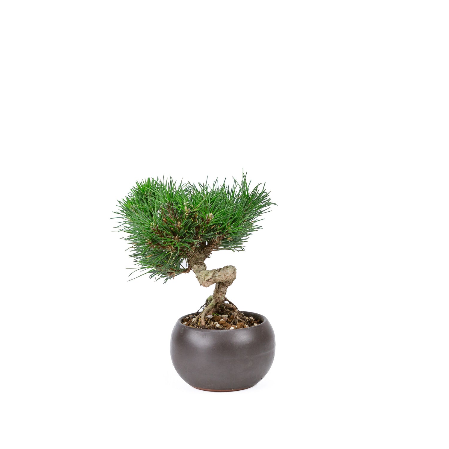 Buiten Bonsai Pinus thunbergii 'Kotobuki' matte bruine ronde pot 12cm, hoogte ~21cm