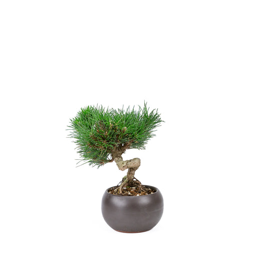Buiten Bonsai Pinus thunbergii 'Kotobuki' matte bruine ronde pot 12cm, hoogte ~21cm