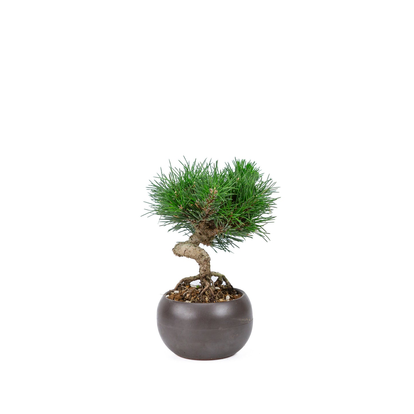 Buiten Bonsai Pinus thunbergii 'Kotobuki' matte bruine ronde pot 12cm, hoogte ~21cm