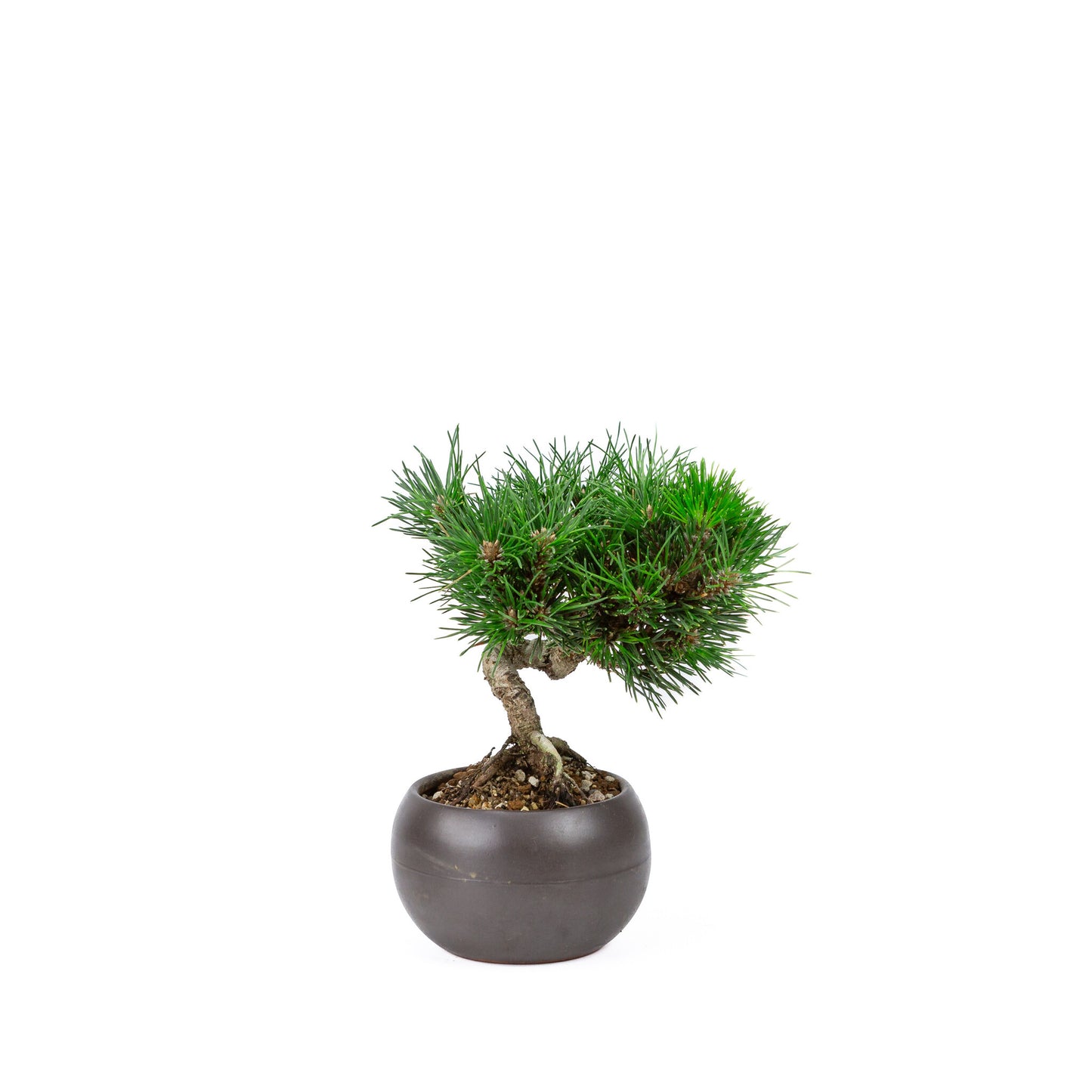 Buiten Bonsai Pinus thunbergii 'Kotobuki' matte bruine ronde pot 12cm, hoogte ~21cm