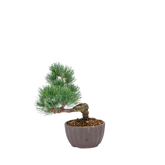 Buiten Bonsai Pinus parviflora ongeglazuurde ronde pot 12cm, hoogte ~24cm