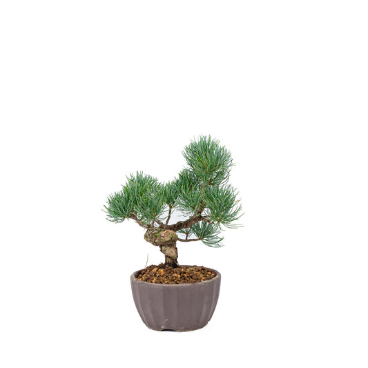Buiten Bonsai Pinus parviflora ongeglazuurde ronde pot 12cm, hoogte ~24cm