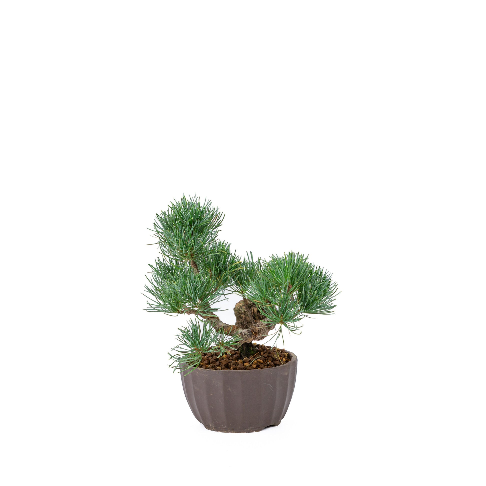 Bonsaï d'extérieur Pinus parviflora, pot rond non émaillé de 12 cm, hauteur ~24 cm