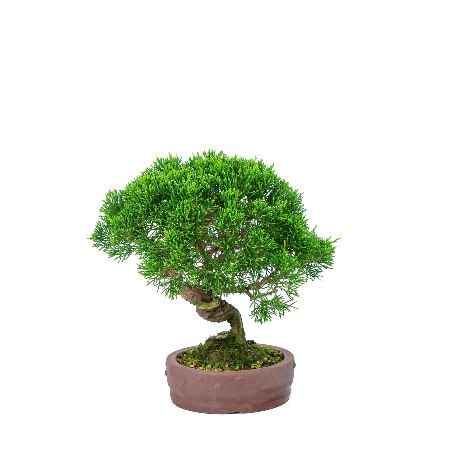 Bonsaï d'extérieur Juniperus chinensis 'Itoigawa', pot rond non émaillé de 14 cm de diamètre, hauteur ~27 cm