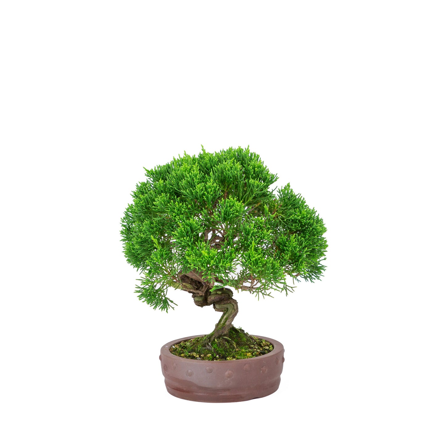 Bonsaï d'extérieur Juniperus chinensis 'Itoigawa', pot rond non émaillé de 14 cm de diamètre, hauteur ~27 cm
