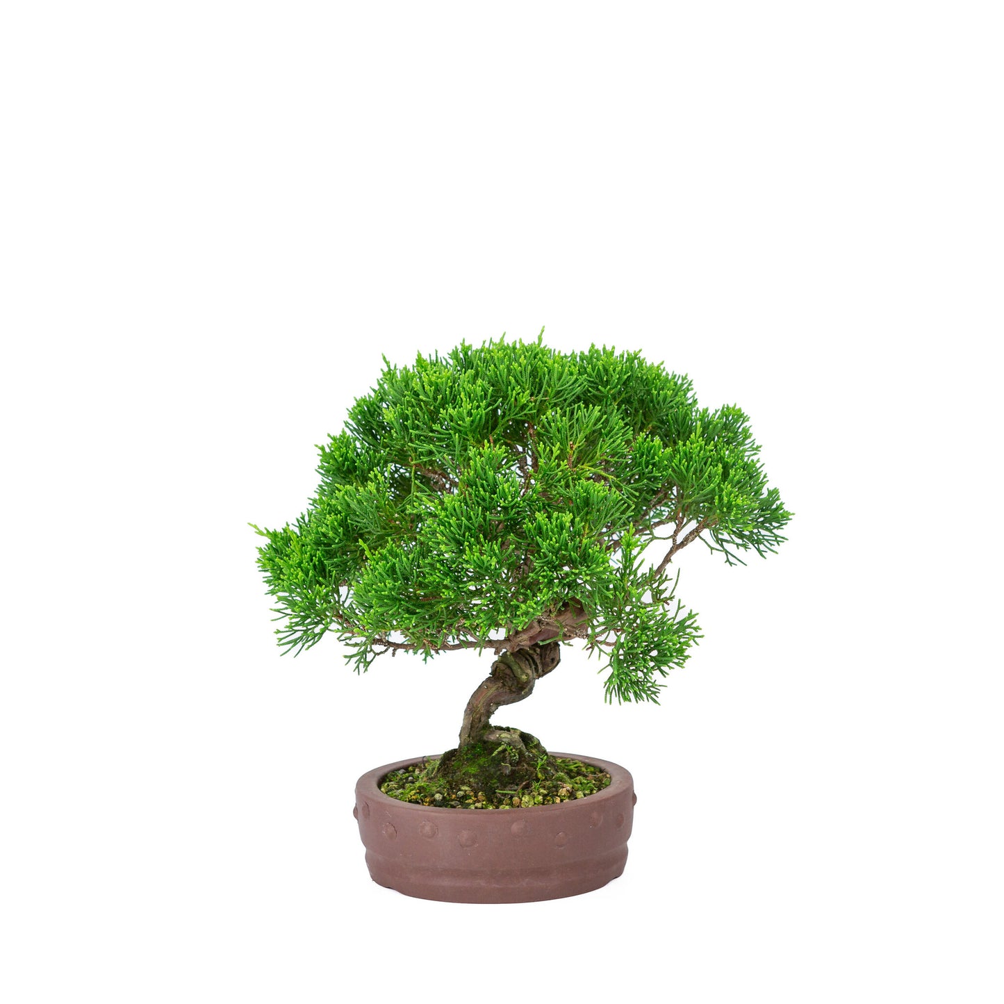 Bonsaï d'extérieur Juniperus chinensis 'Itoigawa', pot rond non émaillé de 14 cm de diamètre, hauteur ~27 cm