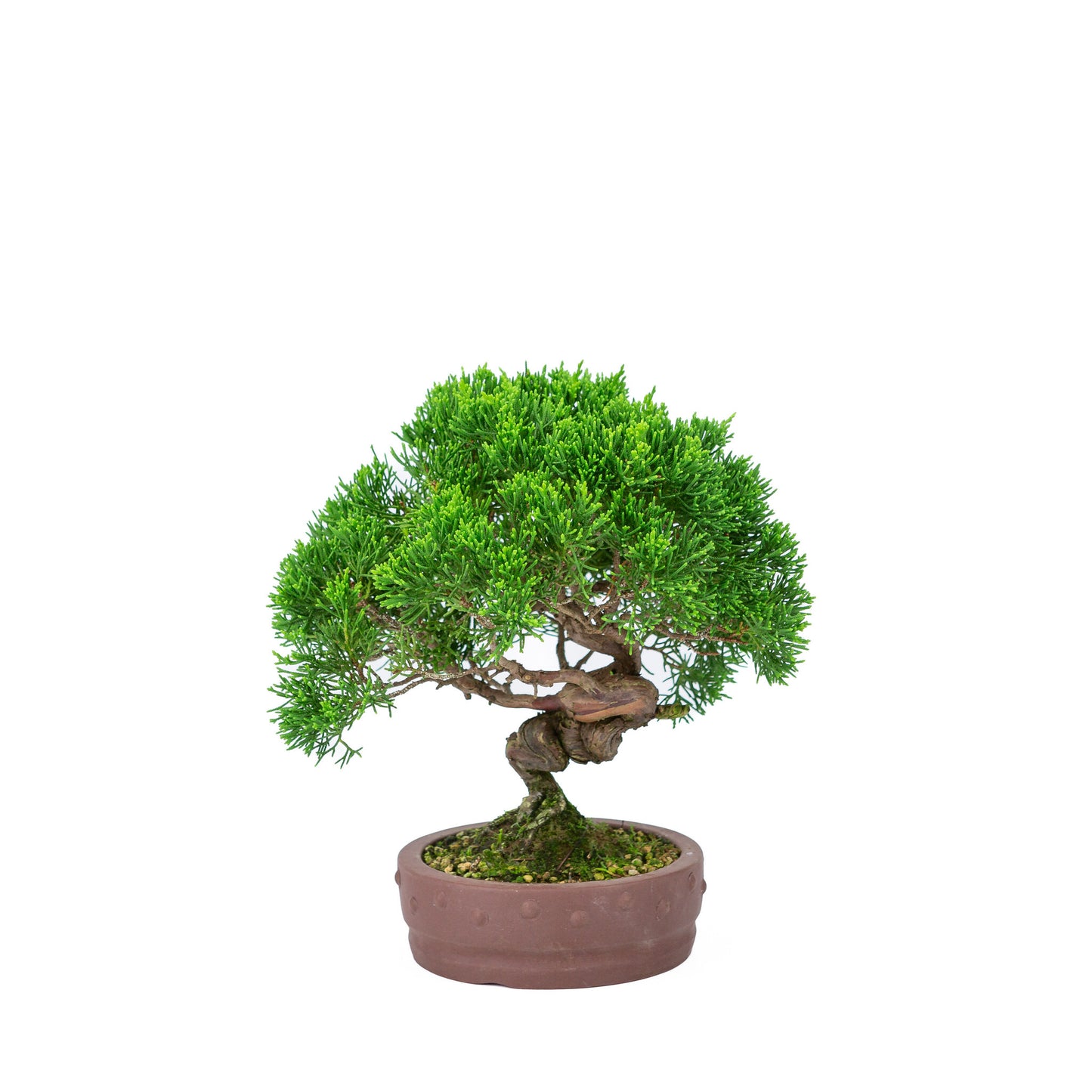 Bonsaï d'extérieur Juniperus chinensis 'Itoigawa', pot rond non émaillé de 14 cm de diamètre, hauteur ~27 cm