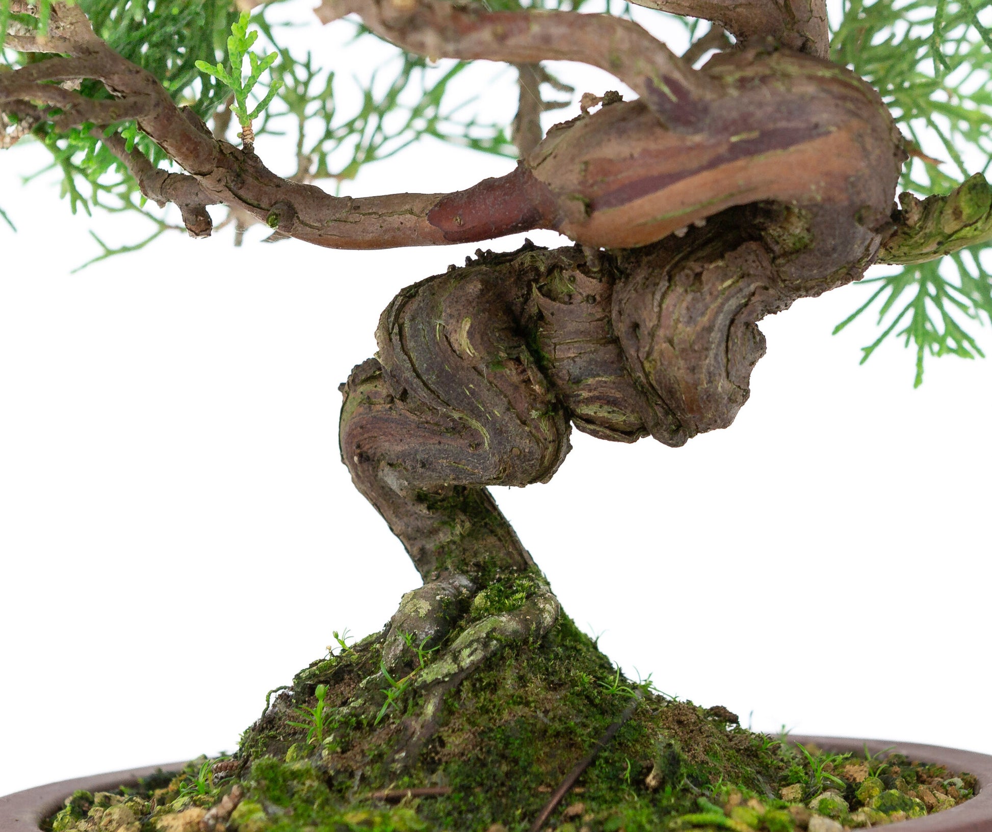 Bonsaï d'extérieur Juniperus chinensis 'Itoigawa', pot rond non émaillé de 14 cm de diamètre, hauteur ~27 cm