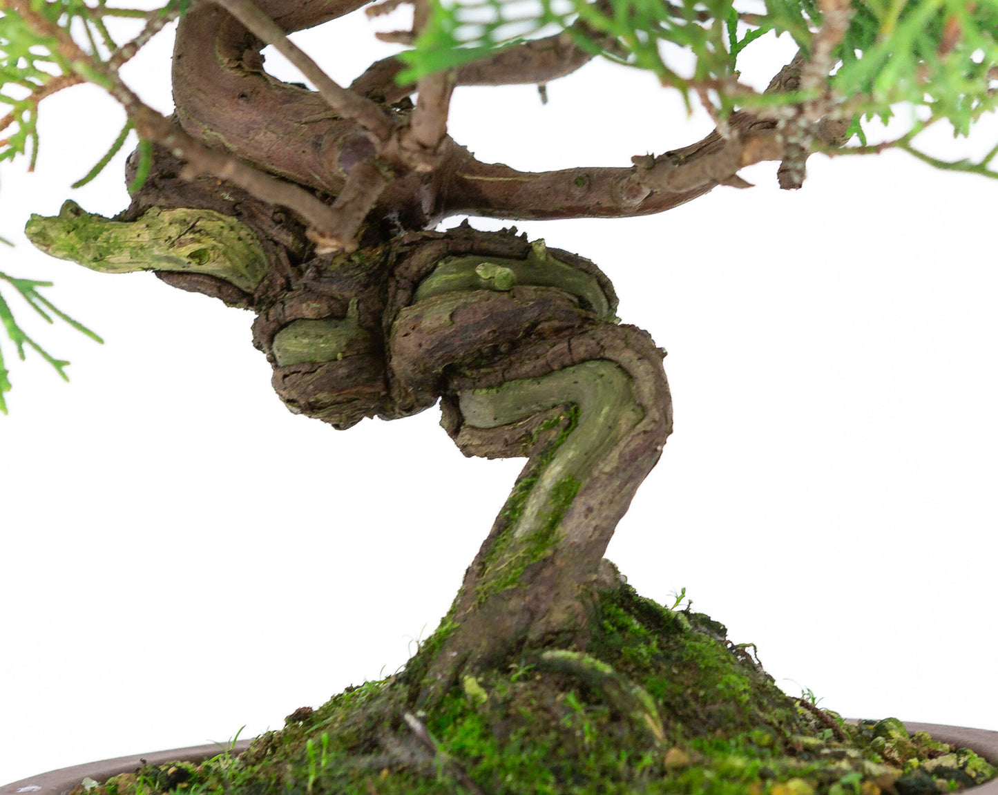 Bonsaï d'extérieur Juniperus chinensis 'Itoigawa', pot rond non émaillé de 14 cm de diamètre, hauteur ~27 cm