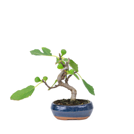 Buiten Bonsai Ficus carica blauwe ovale pot 16cm, hoogte ~26cm