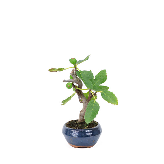 Buiten Bonsai Ficus carica blauwe ovale pot 16cm, hoogte ~26cm