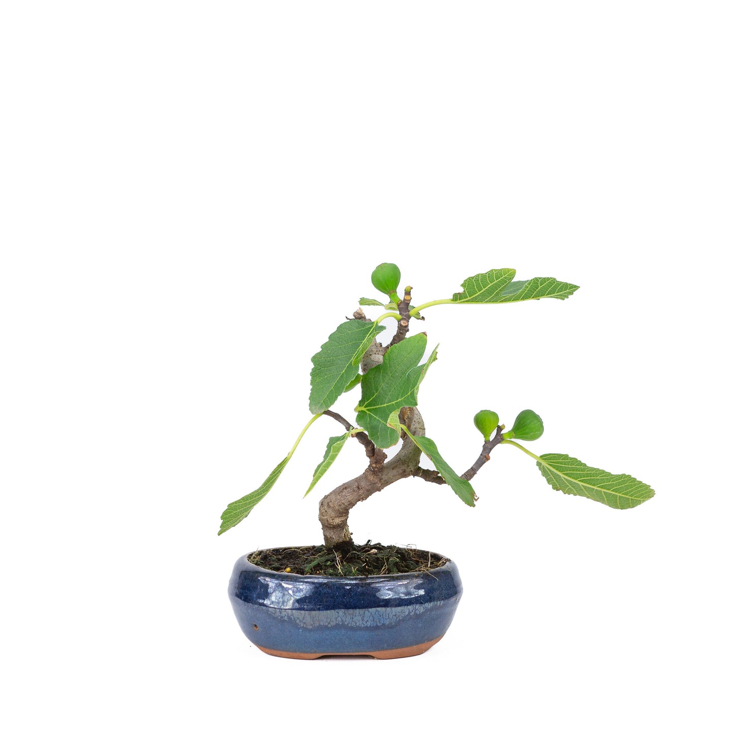 Buiten Bonsai Ficus carica blauwe ovale pot 16cm, hoogte ~26cm