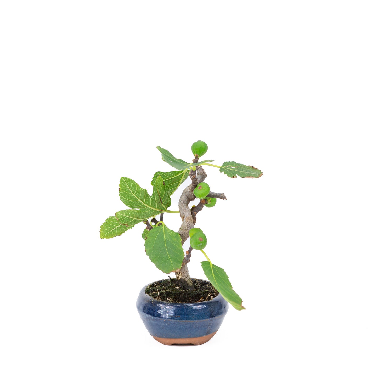 Buiten Bonsai Ficus carica blauwe ovale pot 16cm, hoogte ~26cm