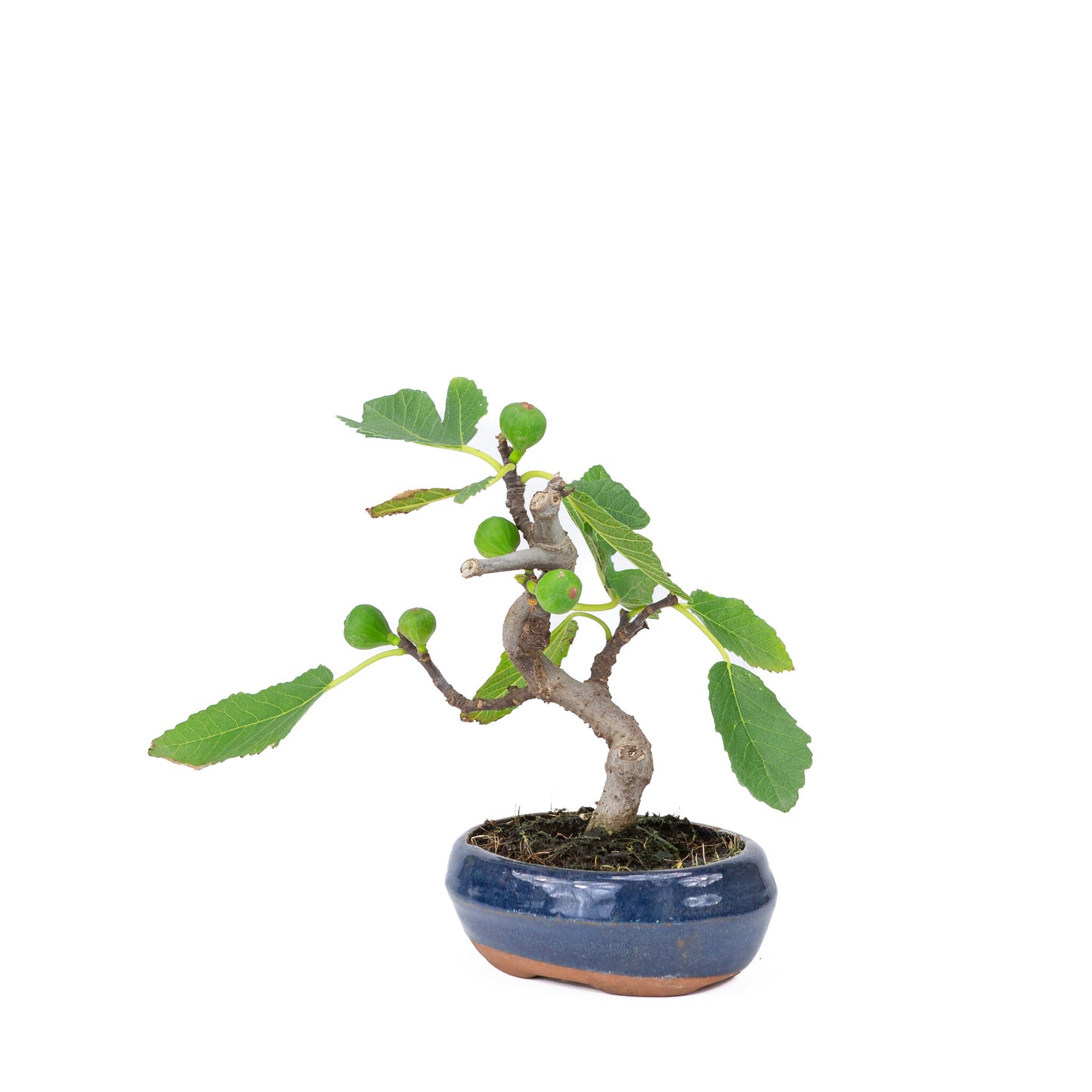 Buiten Bonsai Ficus carica blauwe ovale pot 16cm, hoogte ~26cm