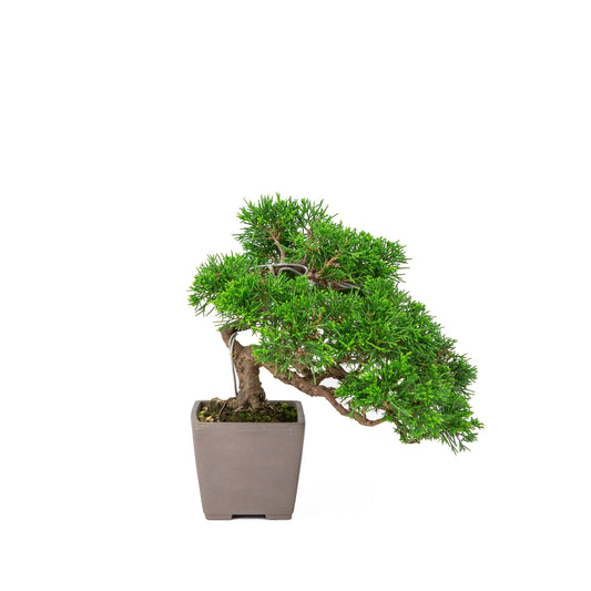 Bonsaï d'extérieur Juniperus chinensis 'Itoigawa' non émaillé, carré de 9 cm, hauteur ~25 cm