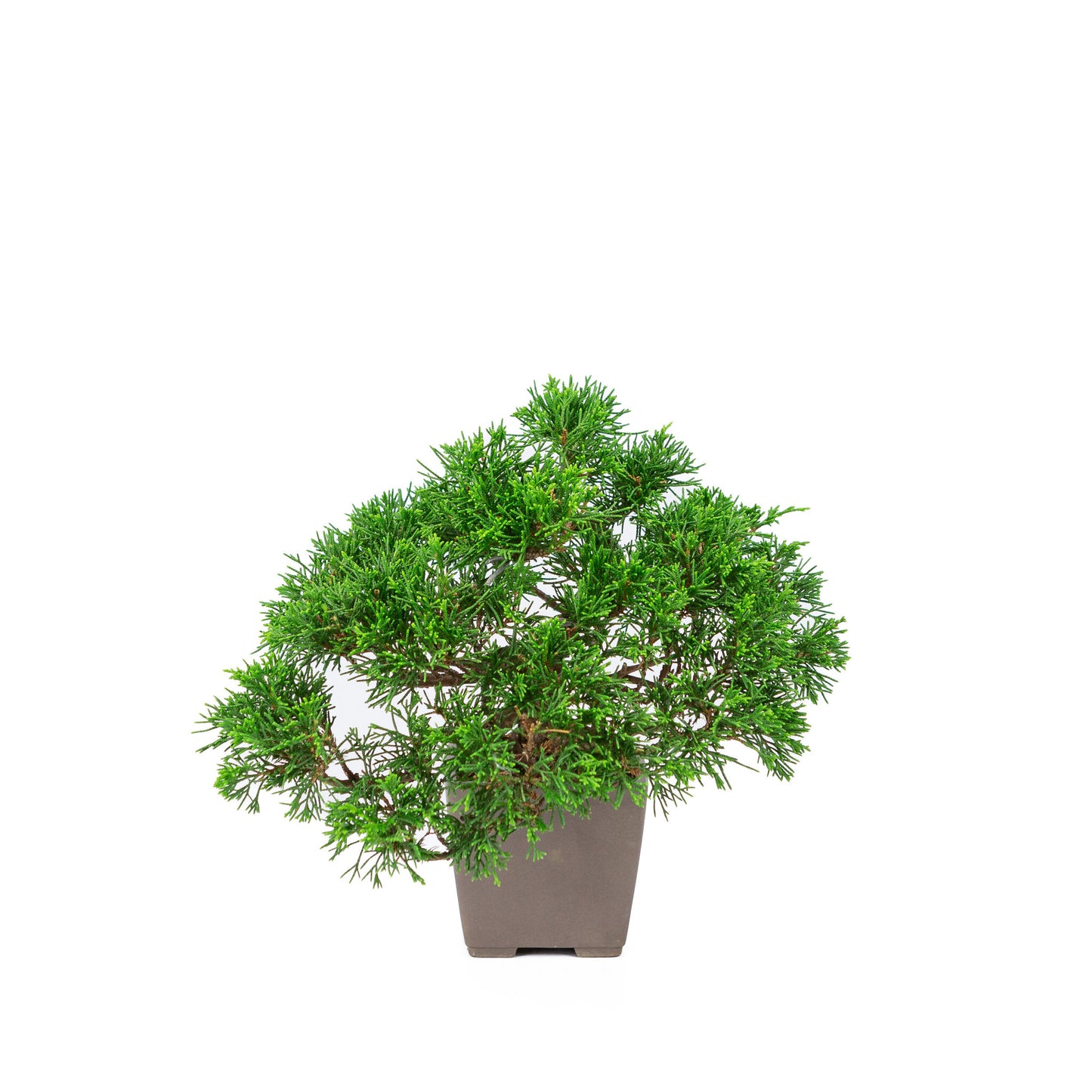 Bonsaï d'extérieur Juniperus chinensis 'Itoigawa' non émaillé, carré de 9 cm, hauteur ~25 cm