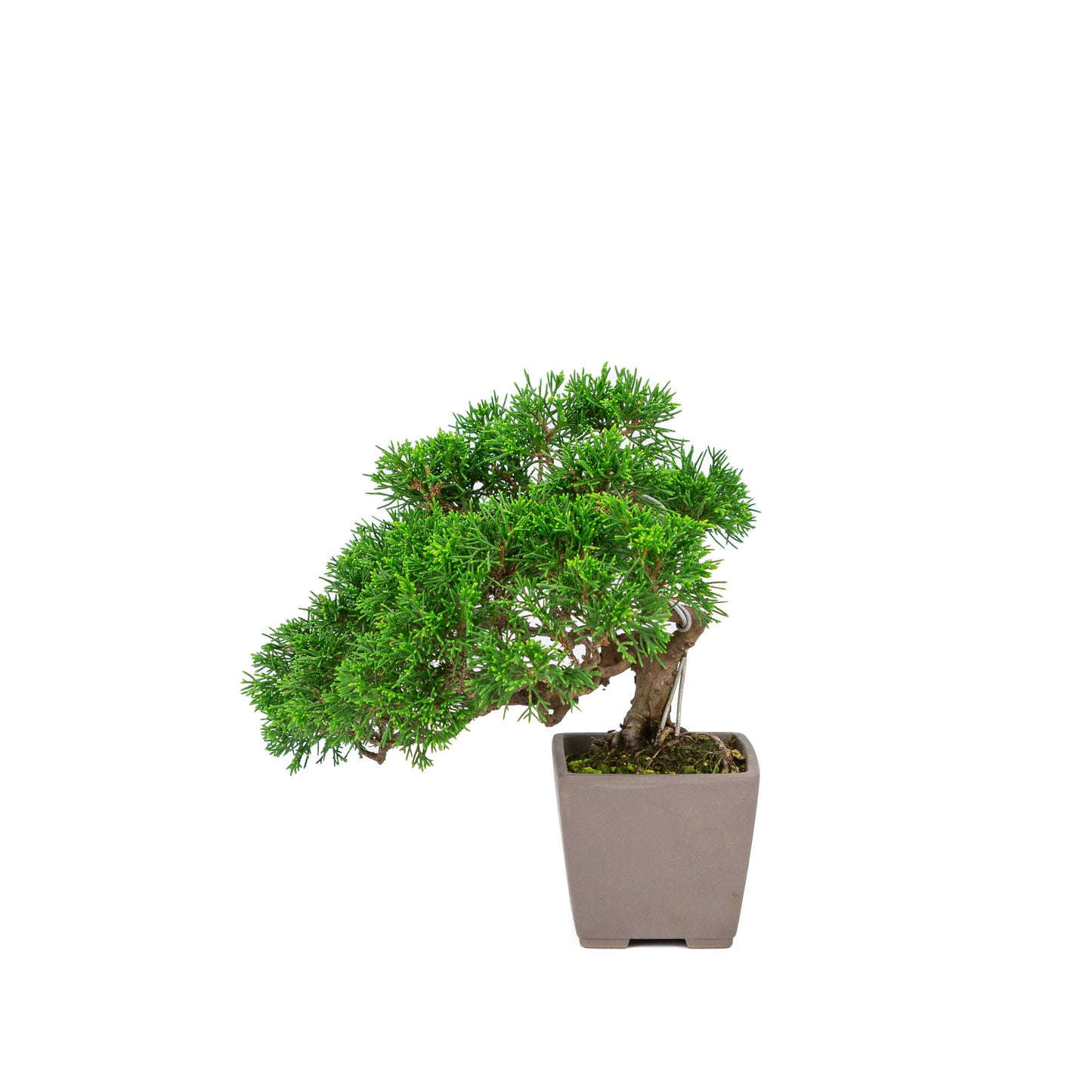 Bonsaï d'extérieur Juniperus chinensis 'Itoigawa' non émaillé, carré de 9 cm, hauteur ~25 cm