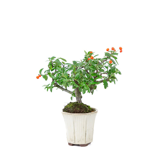 Buiten Bonsai Pyracantha half cascade zeshoekige creme pot 12cm, hoogte ~27cm 