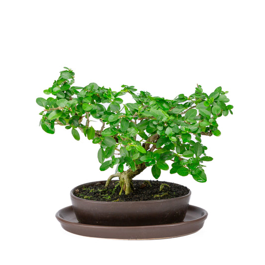 Binnen Bonsai Premna bruine ovale pot 22cm, hoogte ~30cm