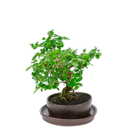 Binnen Bonsai Premna bruine ovale pot 22cm, hoogte ~30cm