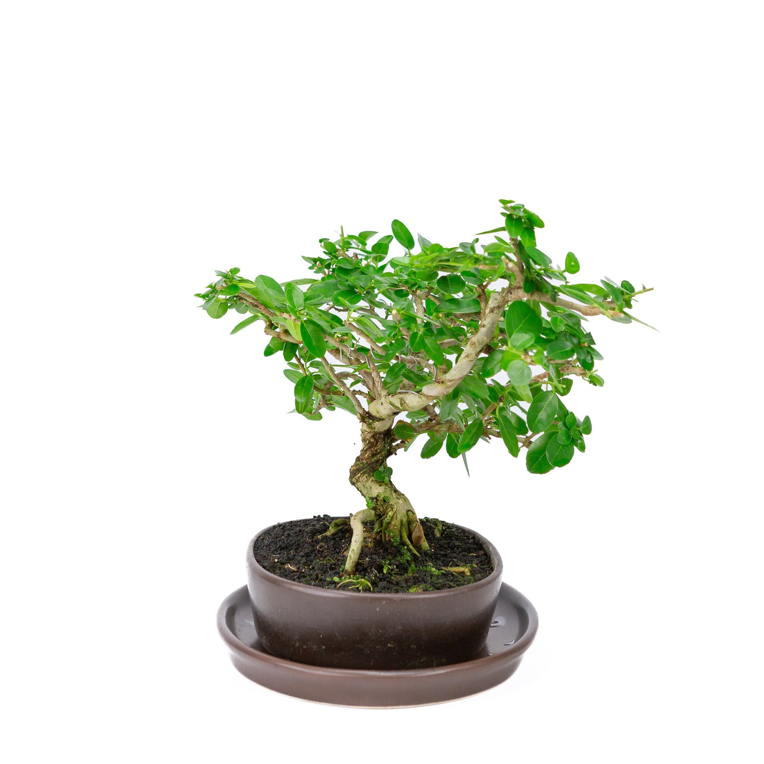 Binnen Bonsai Premna bruine ovale pot 22cm, hoogte ~30cm