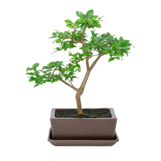 Binnen Bonsai Syzyigium bruine rechthoekige pot 20cm, hoogte ~42cm