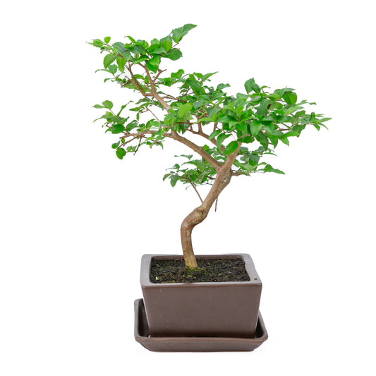 Binnen Bonsai Syzyigium bruine rechthoekige pot 20cm, hoogte ~42cm