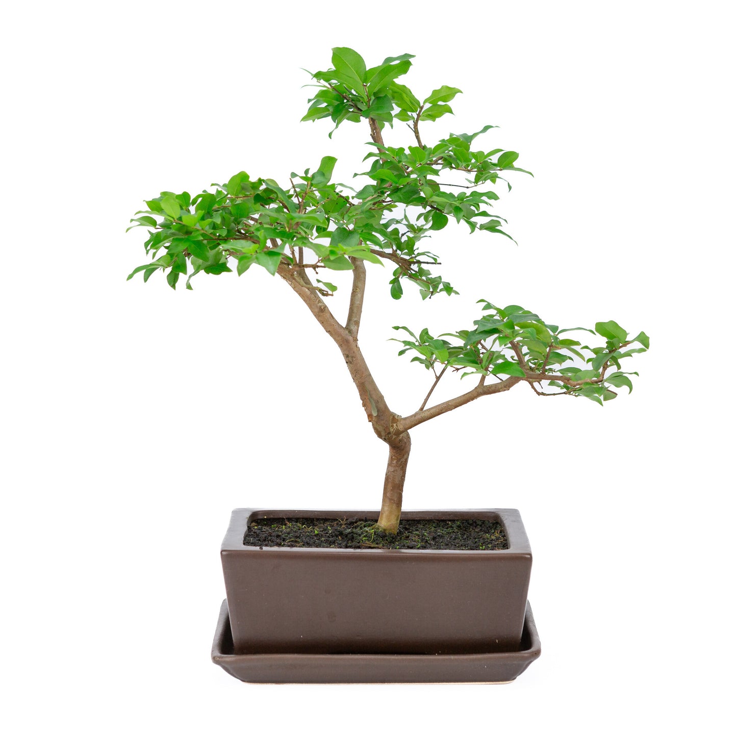 Binnen Bonsai Syzyigium bruine rechthoekige pot 20cm, hoogte ~42cm