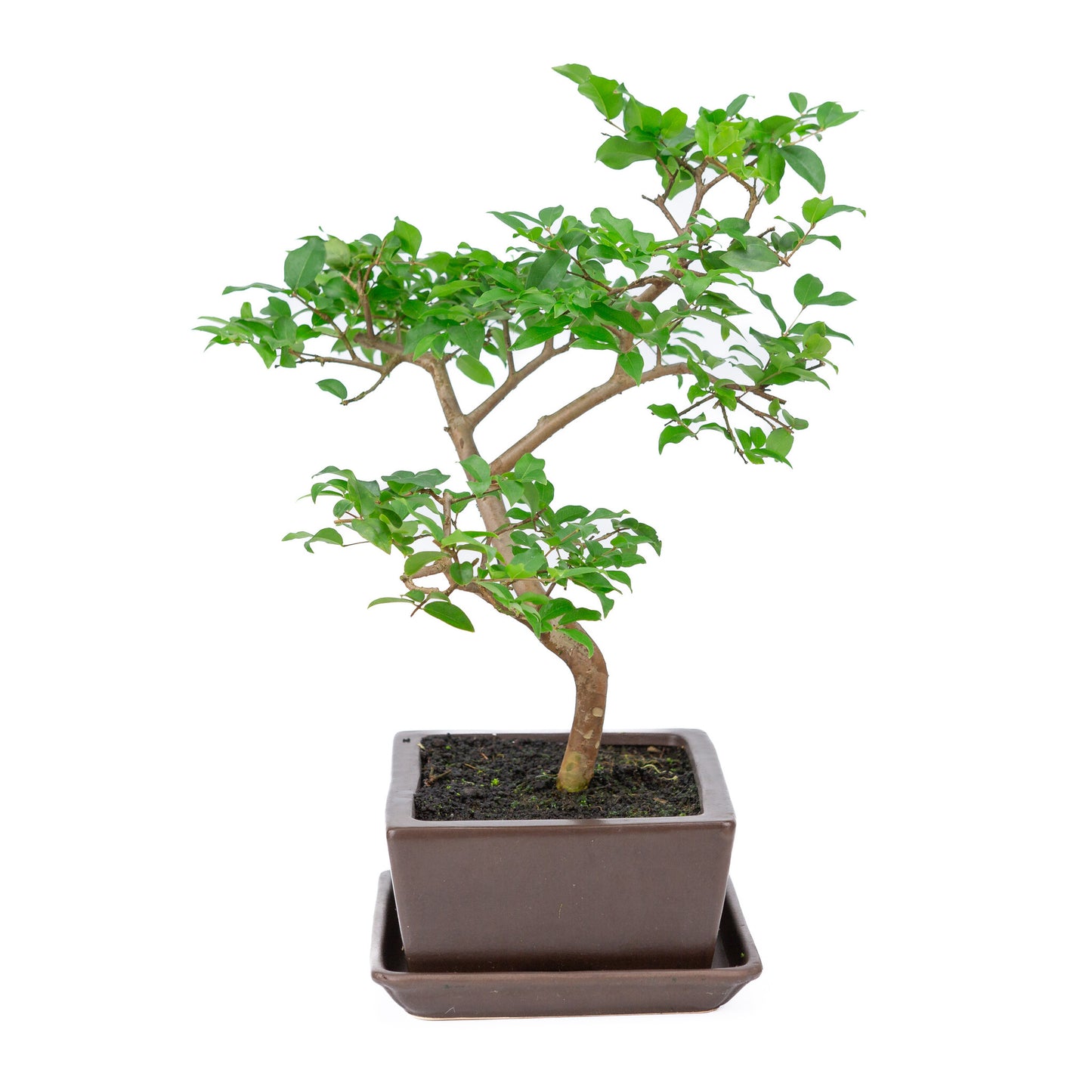 Binnen Bonsai Syzyigium bruine rechthoekige pot 20cm, hoogte ~42cm