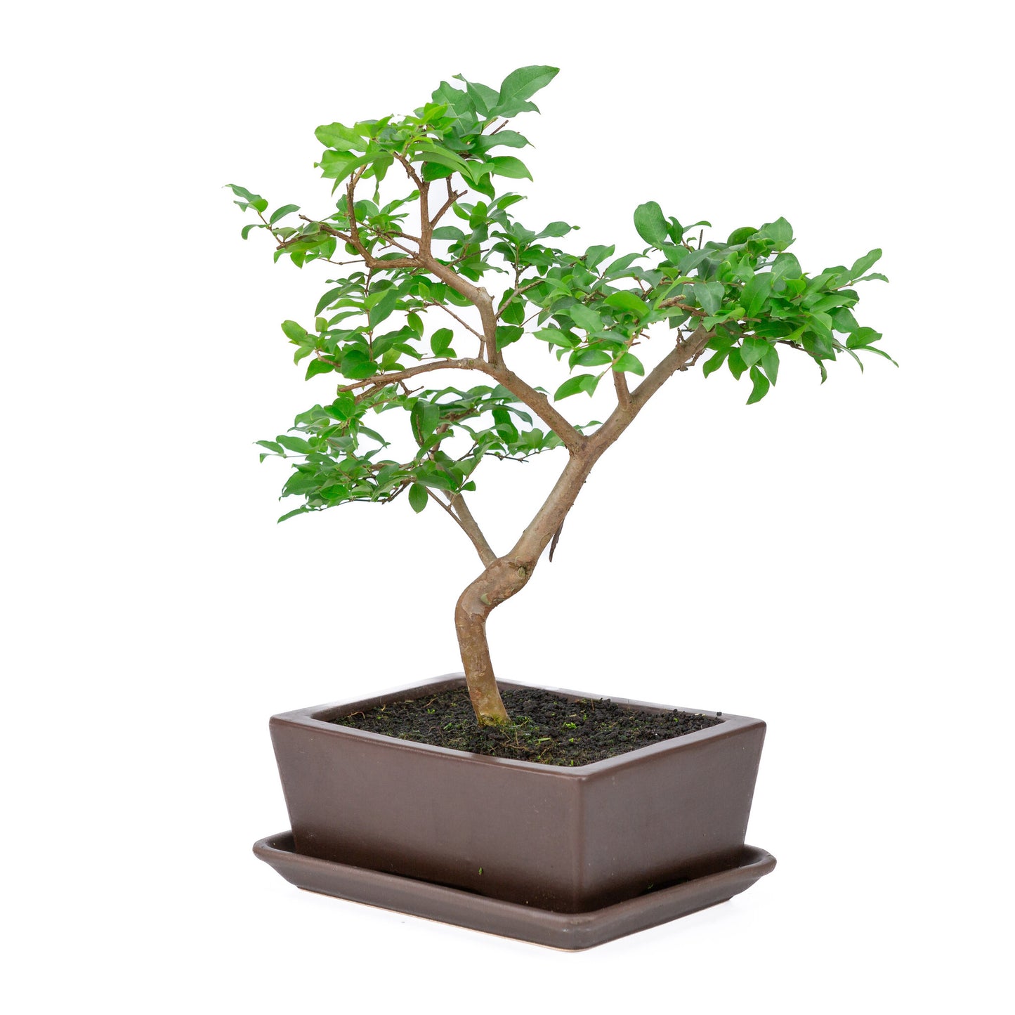 Binnen Bonsai Syzyigium bruine rechthoekige pot 20cm, hoogte ~42cm