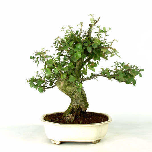 Quercus sobreiro,  29 jaar, creme pot, pot maat 26cm