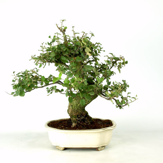 Quercus sobreiro,  29 jaar, creme pot, pot maat 26cm