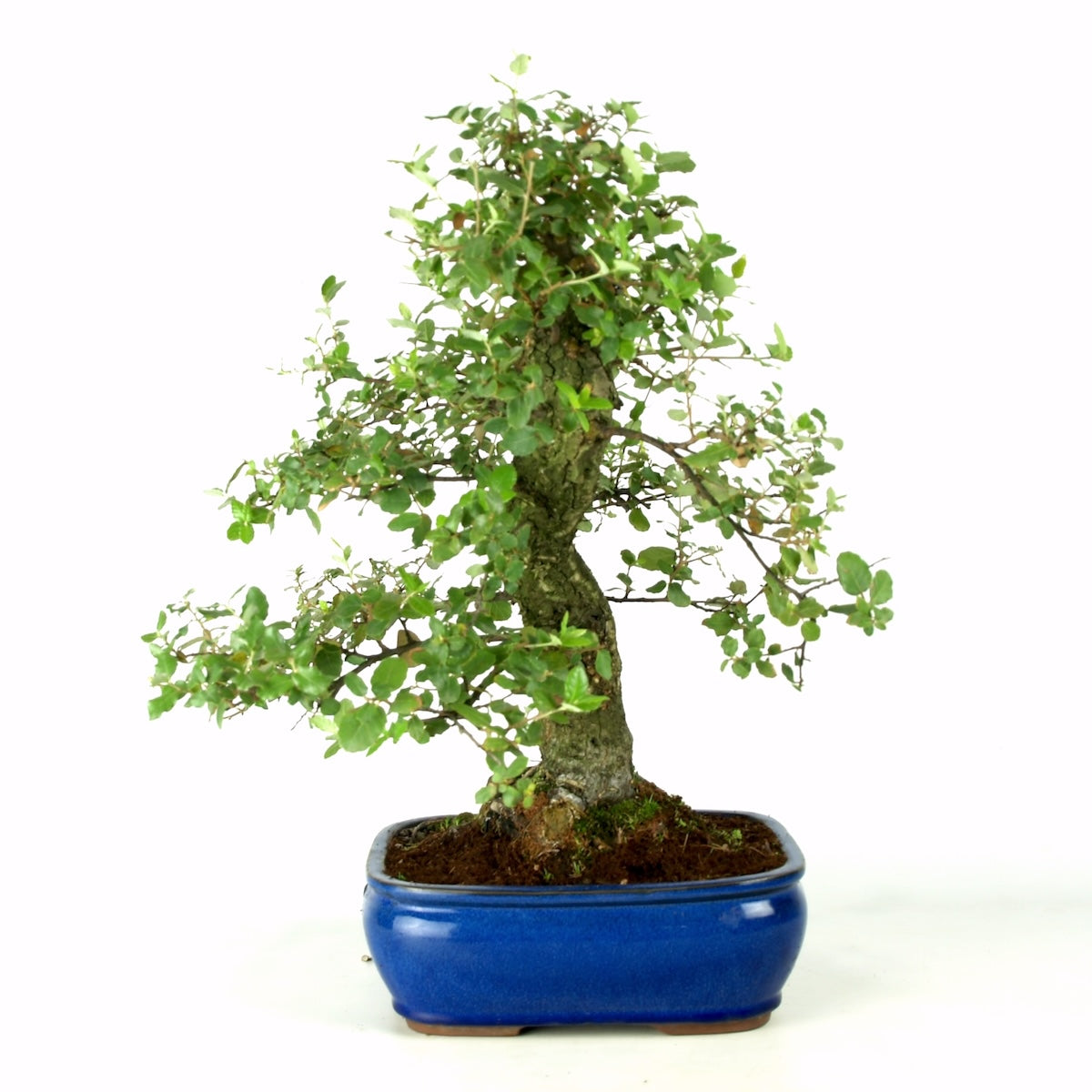 Quercus sobreiro 30 jaar potmaat 26cm blauwe pot